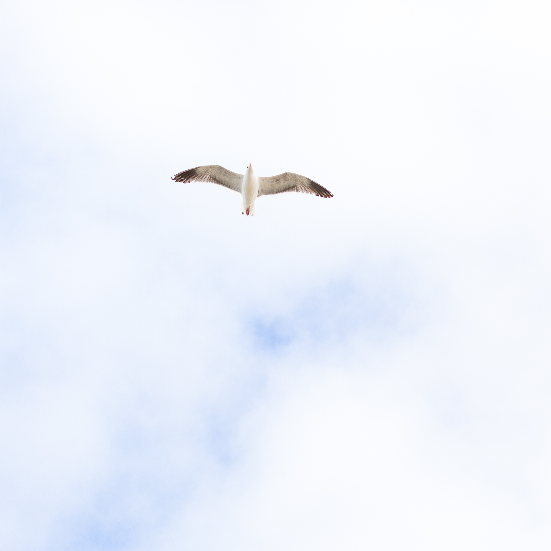 a seagull flies in a cloudy ski