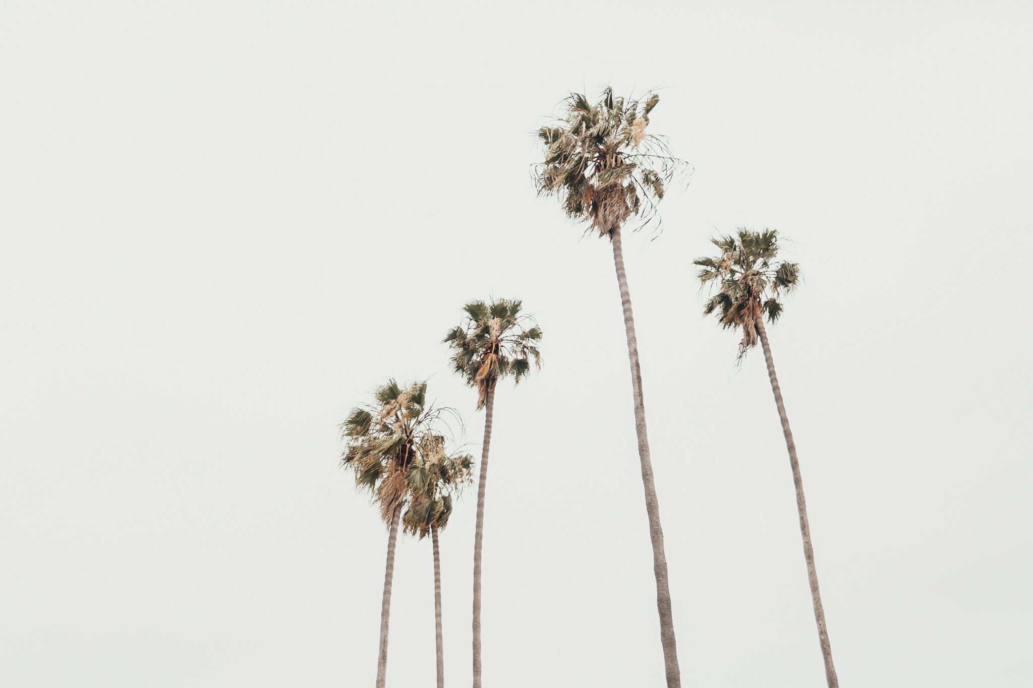 palm trees against a white sky