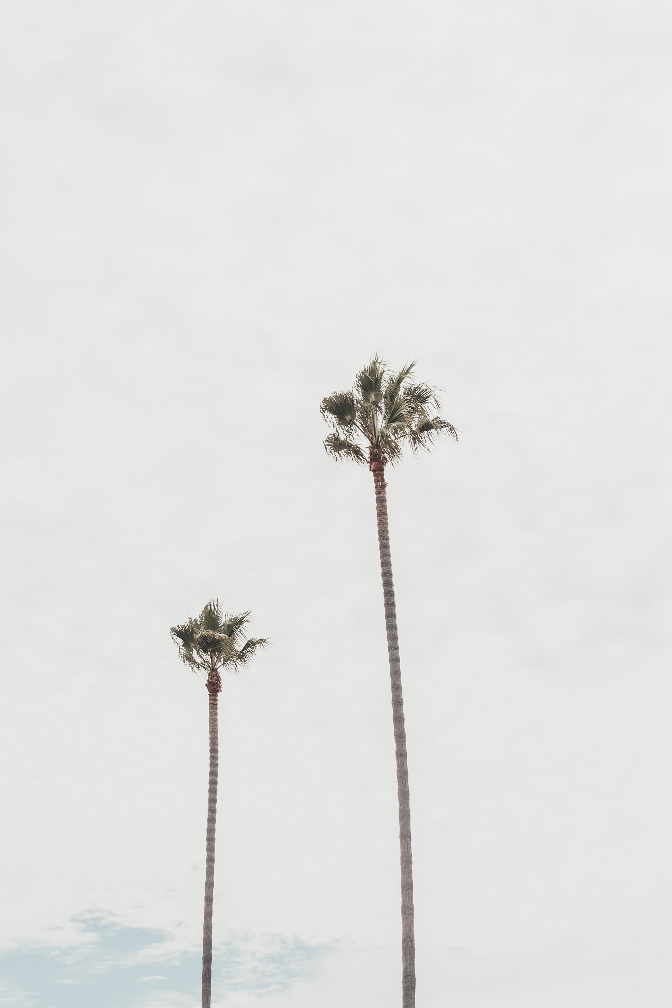 SanDiegoPalmTree Photographer