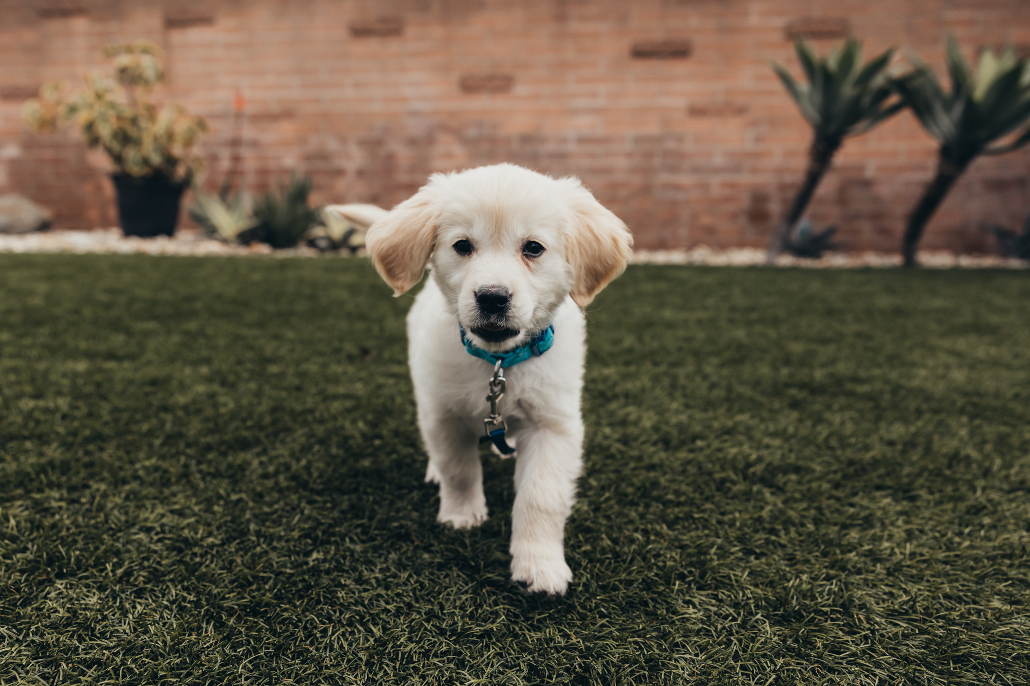 a cute golden retriever puppy runs in the grass