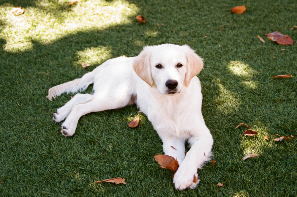 Golden retriever puppy lying on green grass with scattered brown leaves, looking directly at the camera with a relaxed expression.