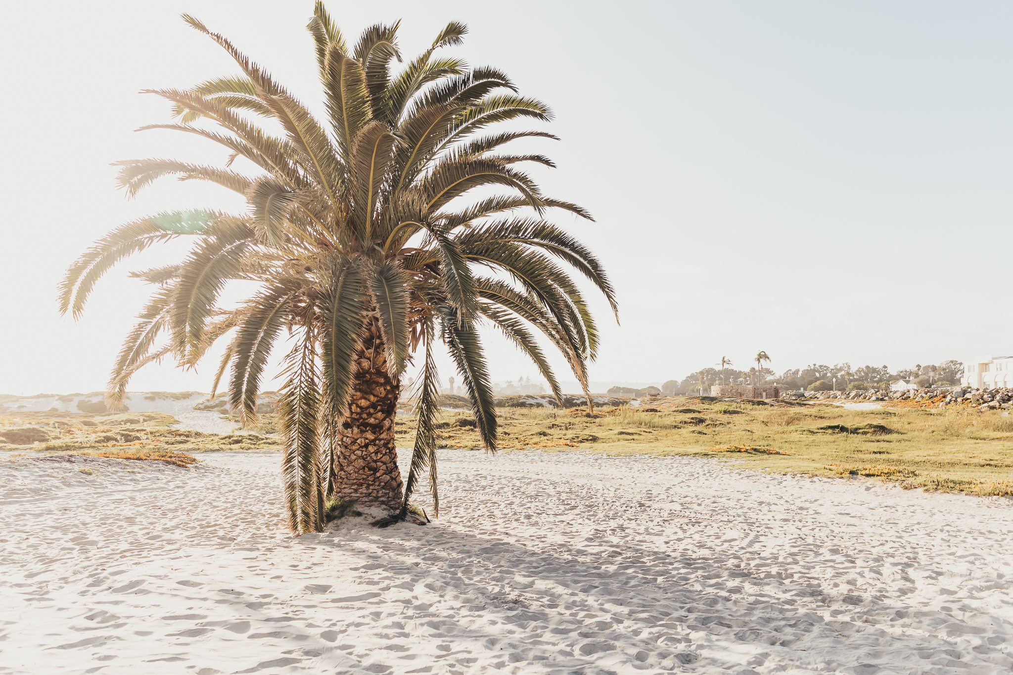 A tall palm tree stands on a quiet sandy beach in San Diego, surrounded by coastal landscape and soft morning light, reflecting the natural outdoor locations and warm California scenery that inspire my approach to family photography.